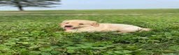 Golden Retriever dogs for sale: Daisy - Ad 2
