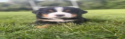 Bernese Mountain Dog dogs for sale: Bear - Ad 1