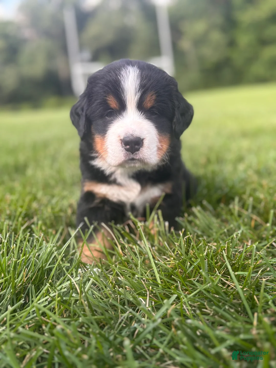 Bernese Mountain Dog dogs for sale: Bear - Ad 1