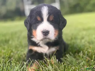 Bernese Mountain Dog dogs Bear - Ad 33