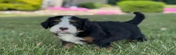 Mini Bernedoodle dogs for sale: Brady - Ad 5