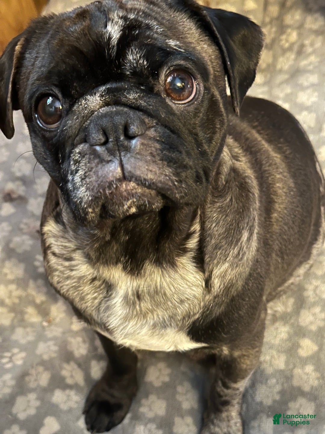 Pug dogs for sale: Piper  - Ad 4