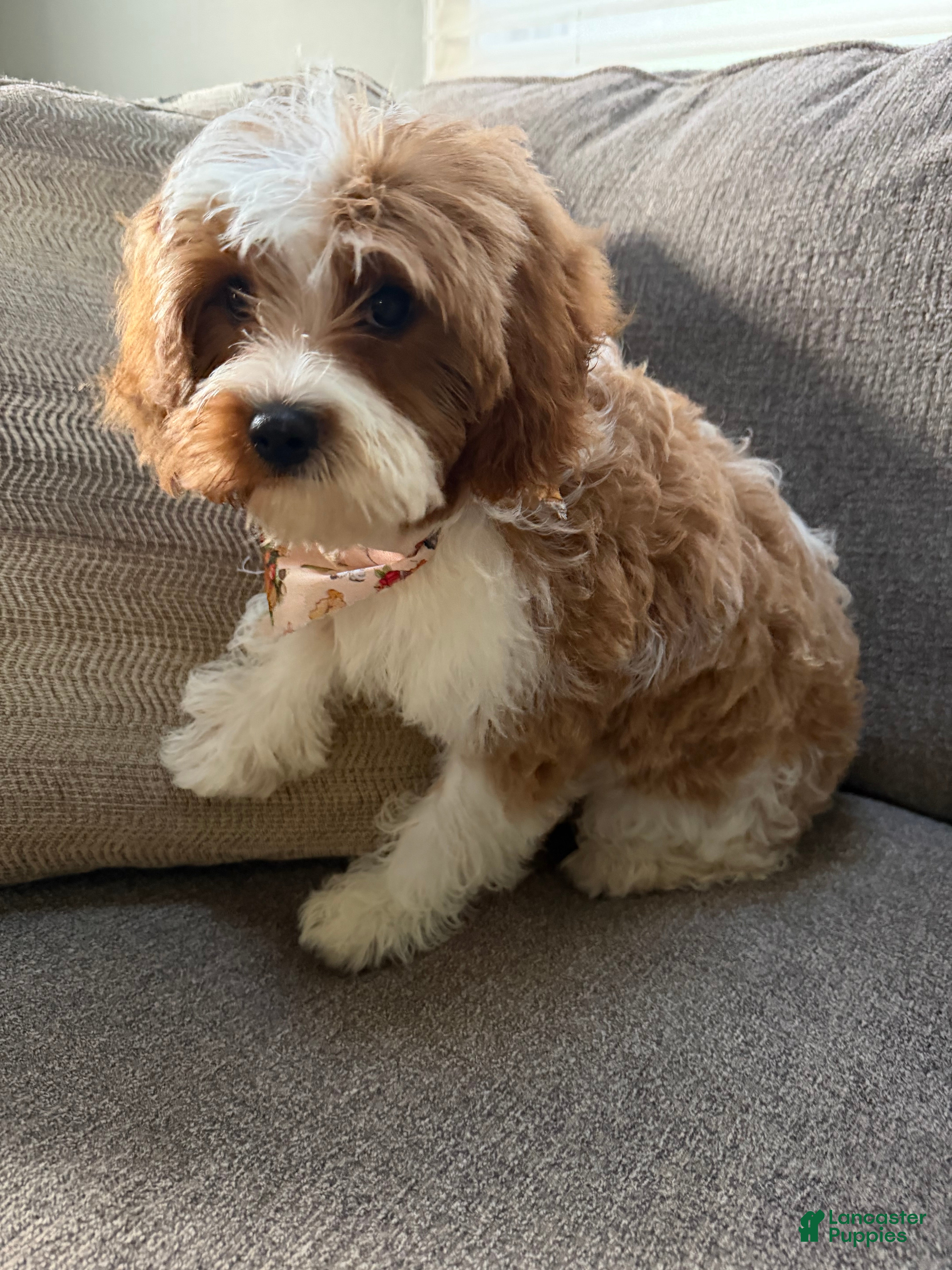 Cavapoo dogs Cavapoo 3 - Ad 2