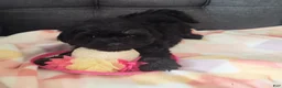 Yorkiepoo dogs for sale: Pearl - Ad 5