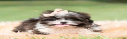 Shih Tzu dogs for sale: Giggles - Ad 6