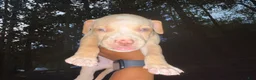 American Pit Bull Terrier dogs for sale: American Pit Bull Terrier 6 - Ad 2