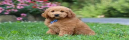 Goldendoodle dogs for sale: Theo - Ad 8