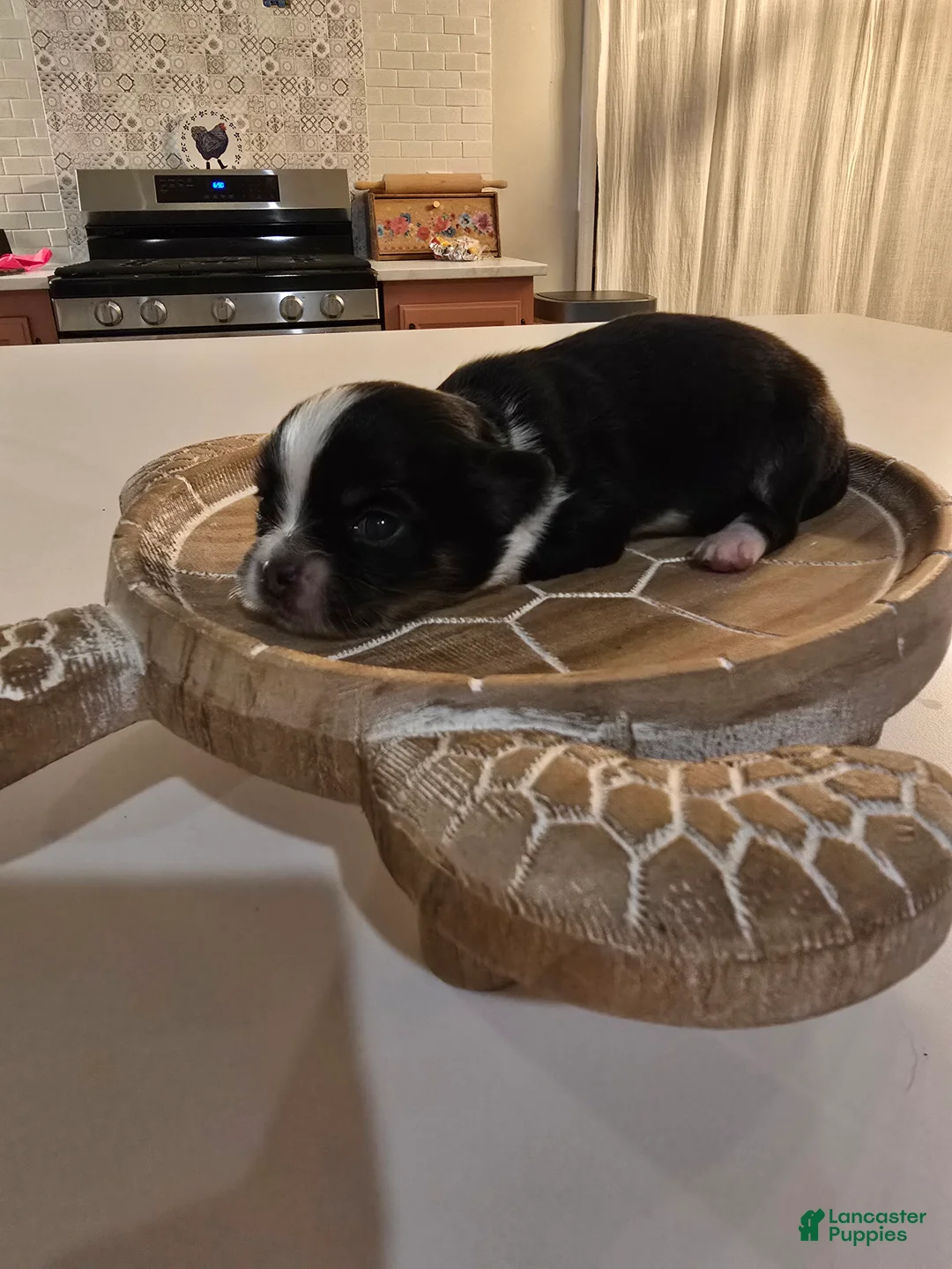 Chihuahua dogs for sale: Lizzy  - Ad 4