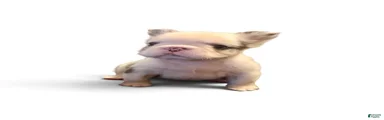 French Bulldog 1