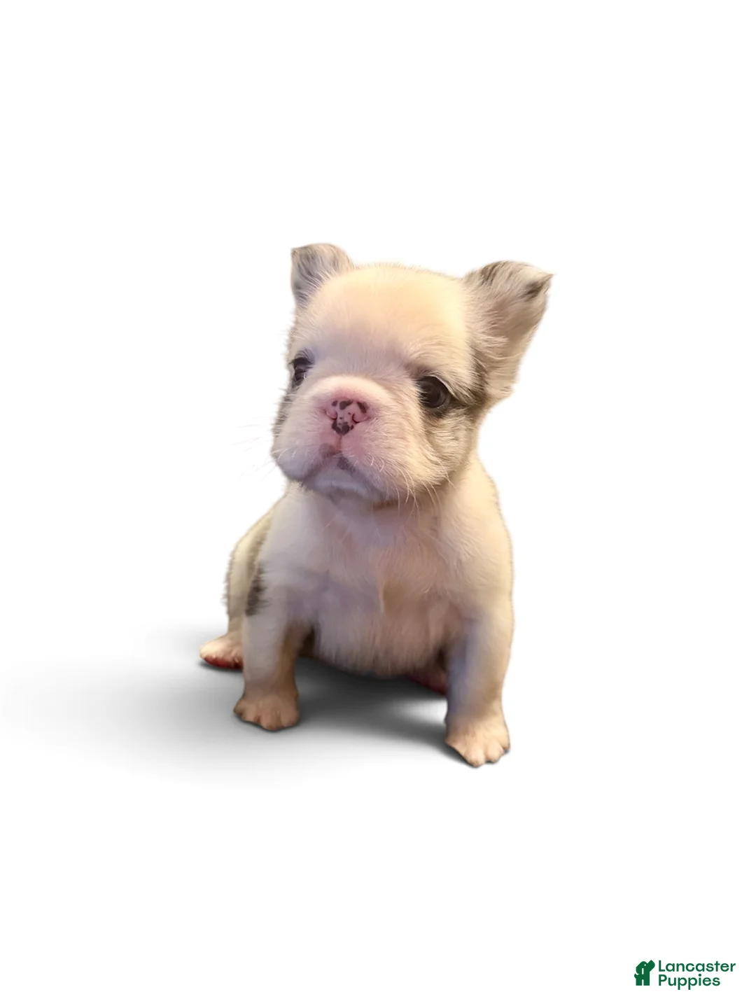 French Bulldog dogs for sale: French Bulldog 1 - Ad 1