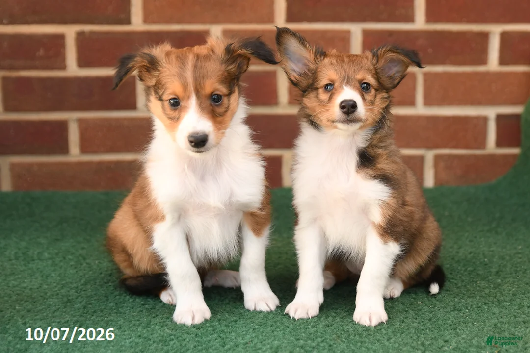 Shetland Sheepdog dogs for sale: Hickory - Ad 3