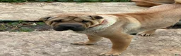 Shar Pei dogs for sale: Shar Pei Puppy 1 - Ad 3