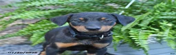 Doberman Pinscher dogs for sale: Polly - Ad 3