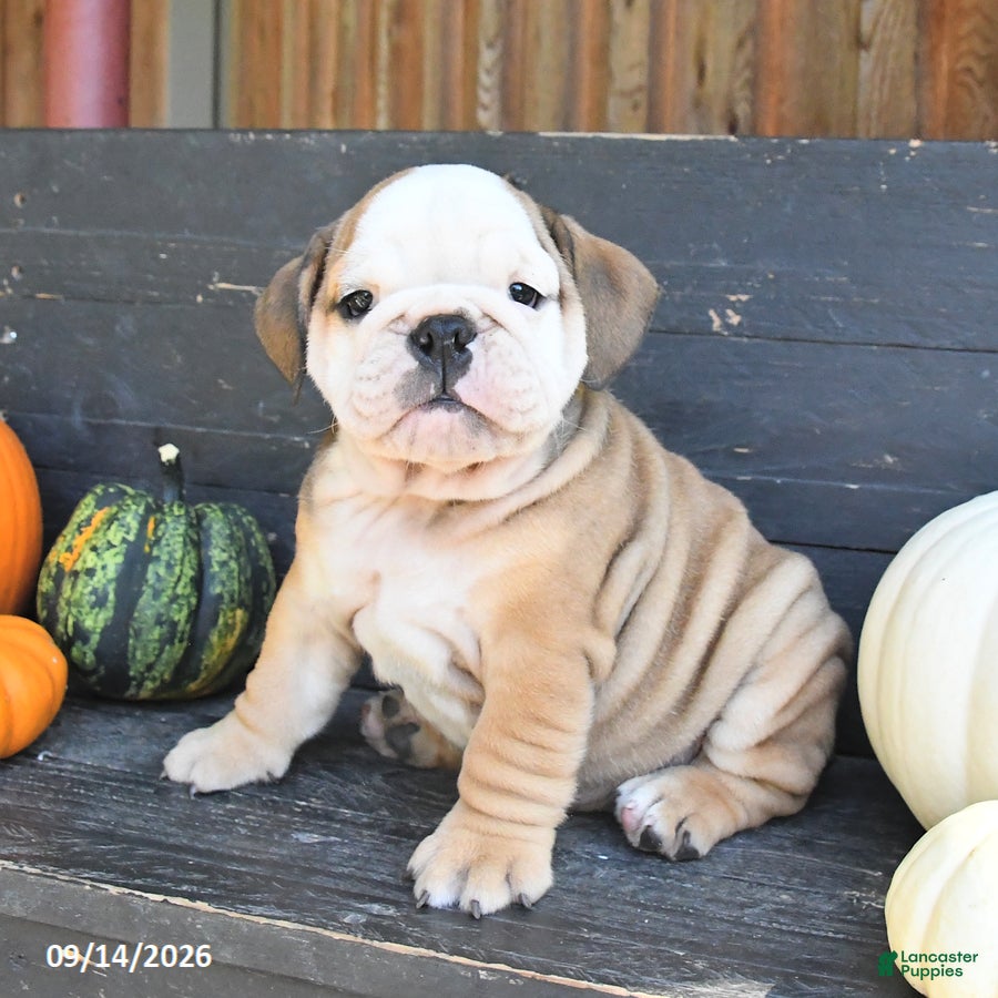 English Bulldog dogs Judah - Ad 1