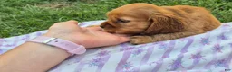 Cocker Spaniel dogs for sale: Cocker Spaniel Female - Ad 4