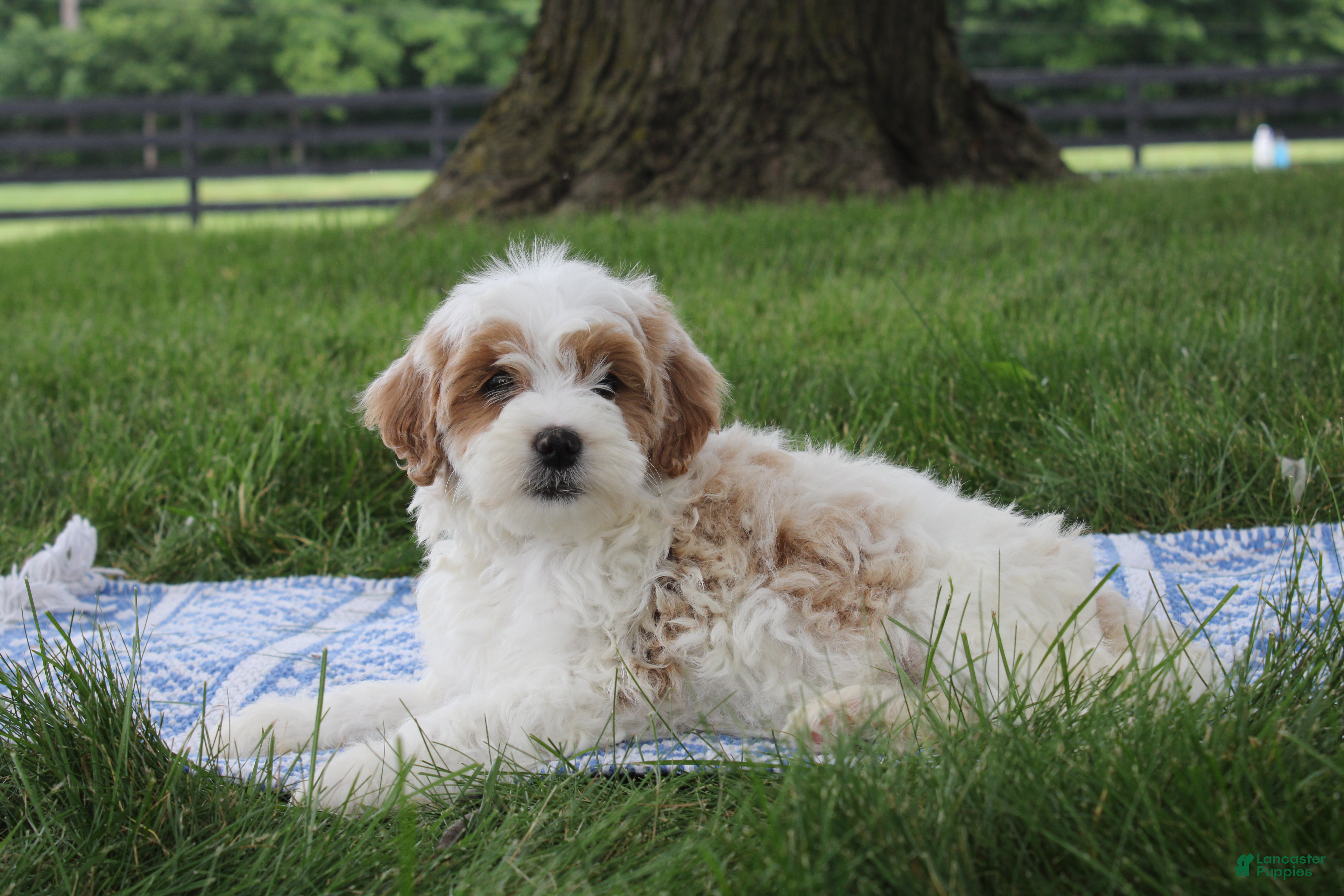 Mini Goldendoodle dogs Tessa - Ad 22