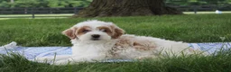 Mini Goldendoodle dogs for sale: Tessa - Ad 1