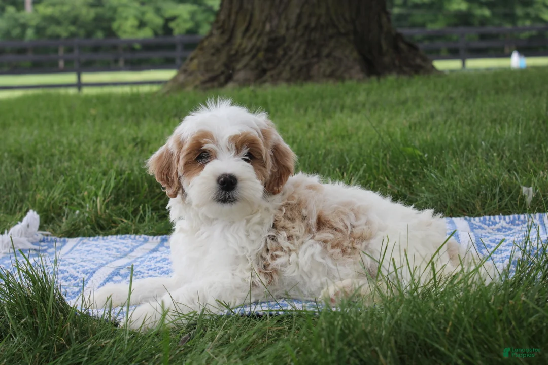 Mini Goldendoodle dogs for sale: Tessa - Ad 1