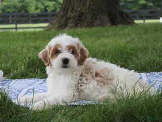 Mini Goldendoodle dogs Tessa - Ad 22