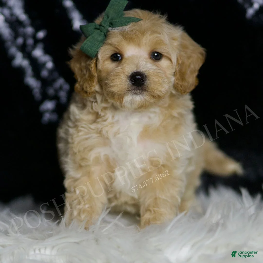 Maltipoo dogs for sale: Dash - Ad 2