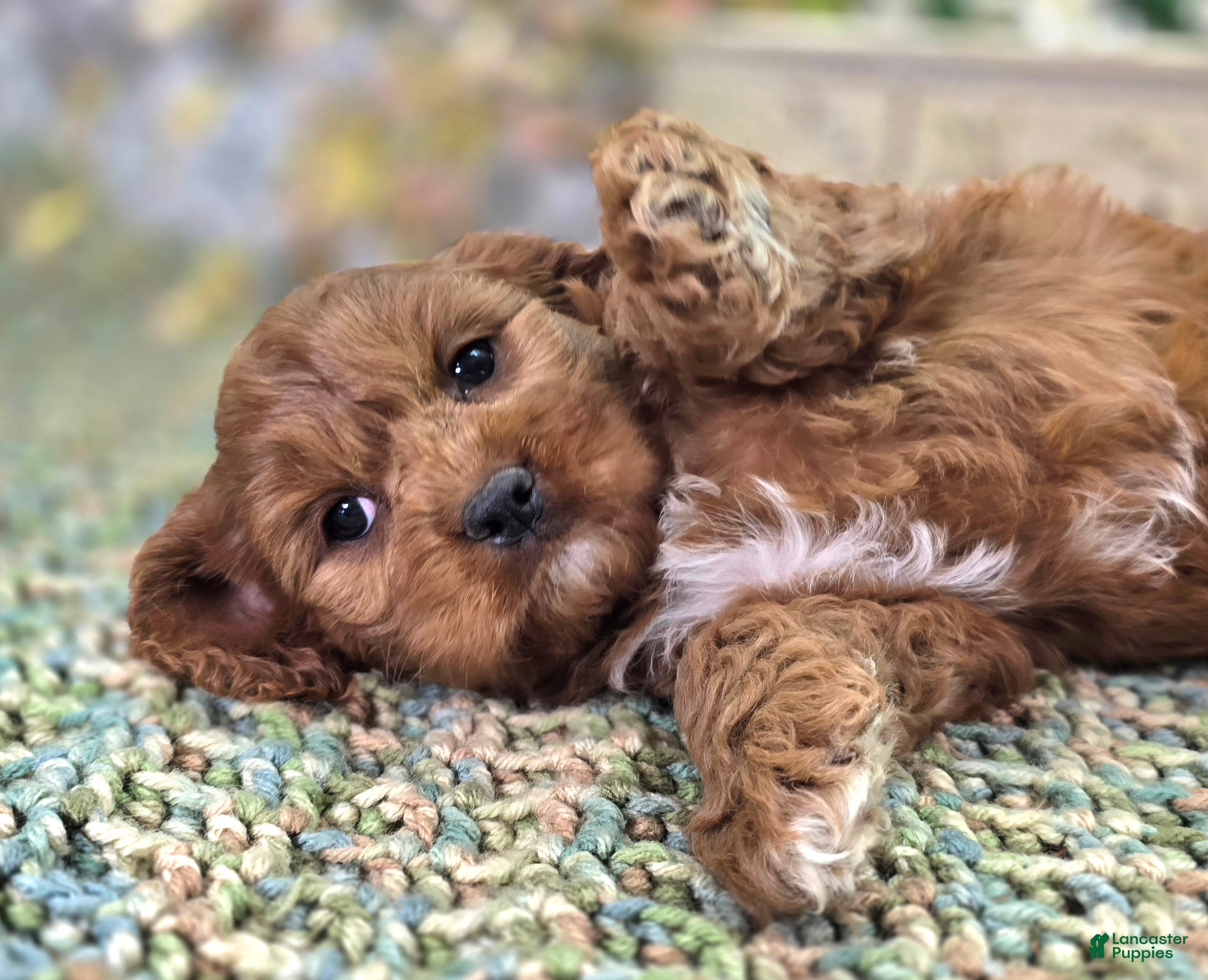Cavapoo dogs Denali - Ad 2