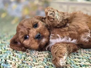 Cavapoo dogs Denali - Ad 17