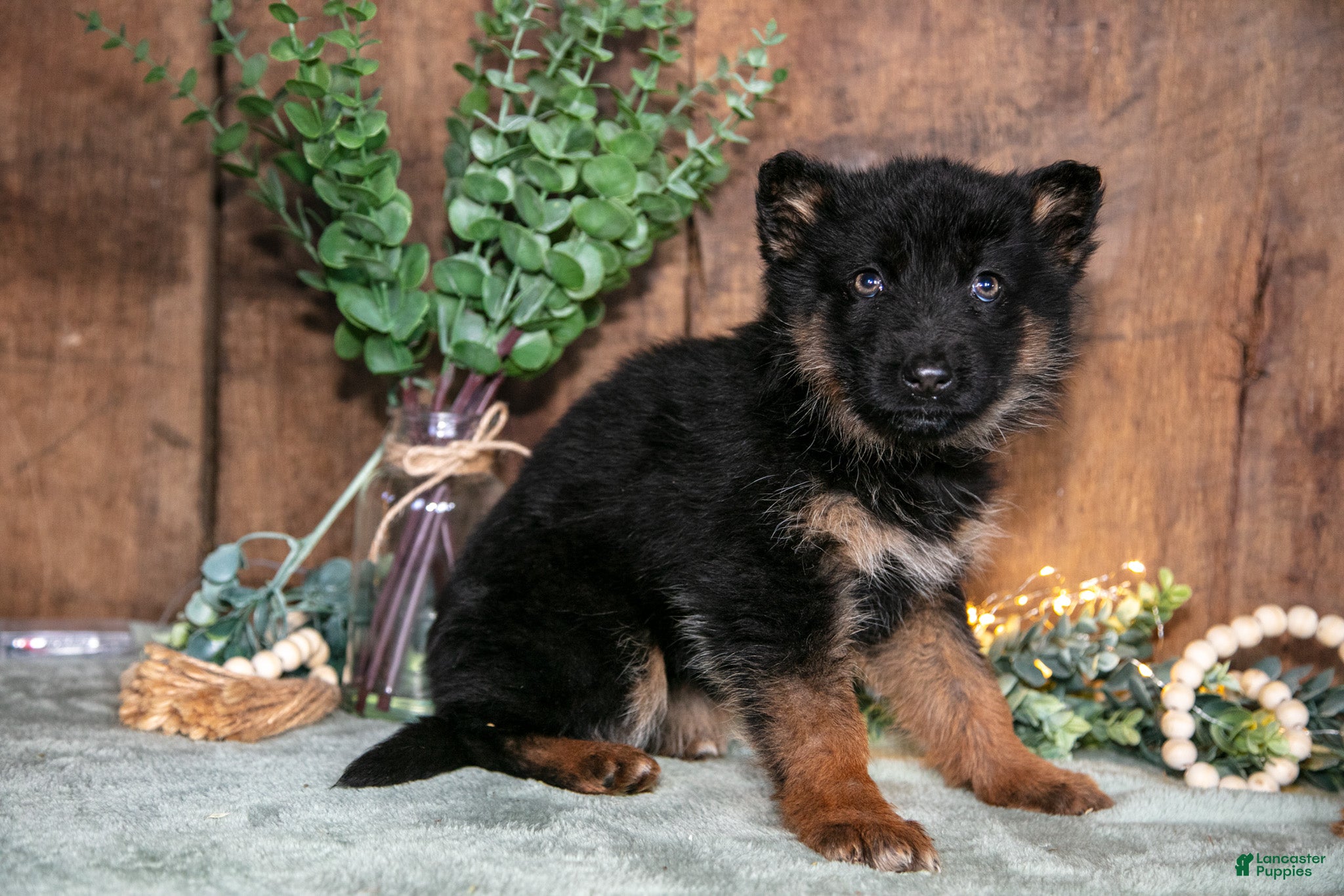 German Shepherd dogs Bella - Ad 2