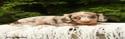 Miniature Dachshund dogs for sale: Ivanhoe - Ad 4