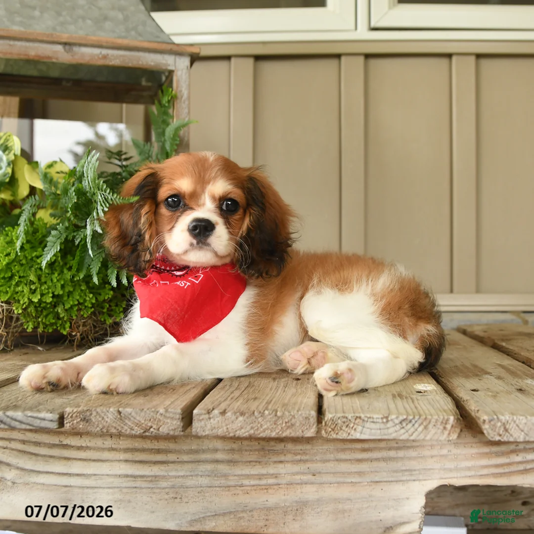 Cavachon dogs for sale: Wendy - Ad 2