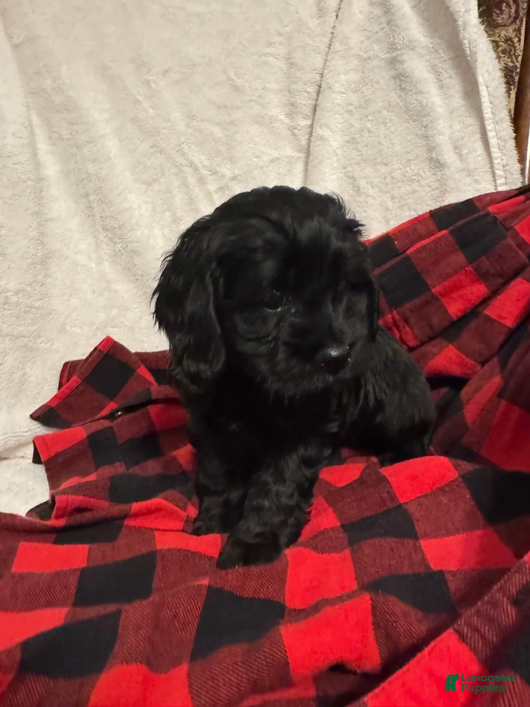 Cockapoo dogs for sale: Pixie  - Ad 3
