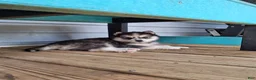 Pomsky dogs for sale: Daisy  - Ad 1
