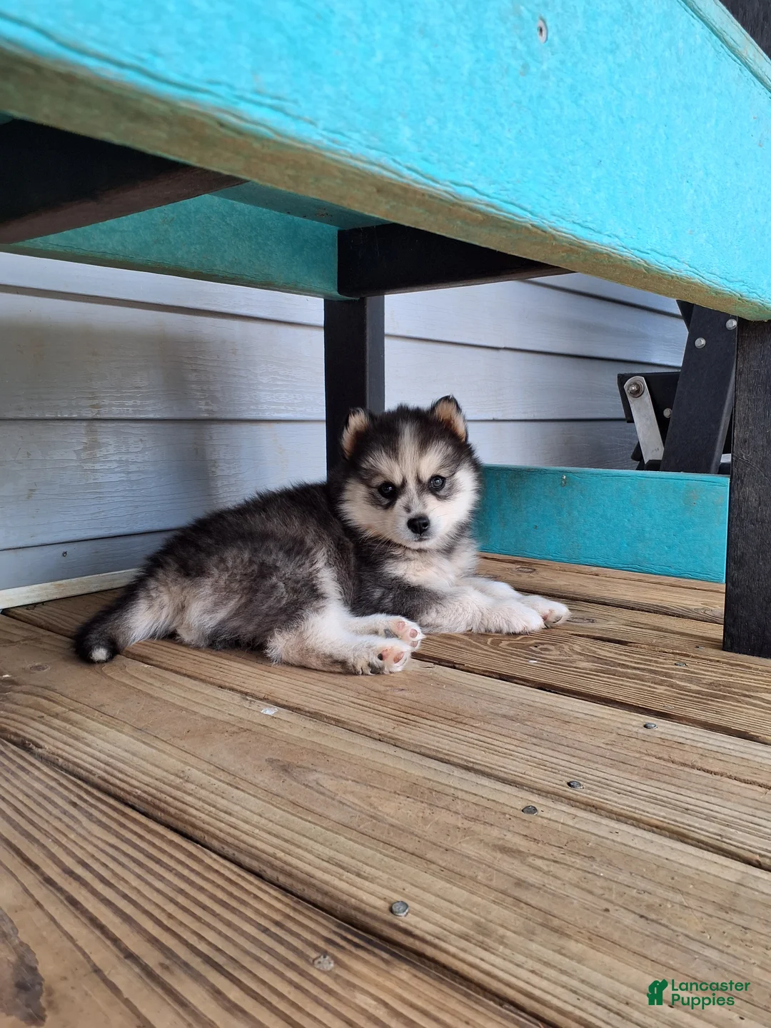 Pomsky dogs for sale: Daisy  - Ad 1