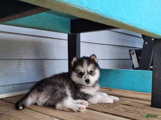 Pomsky dogs for sale: Daisy - Ad 1