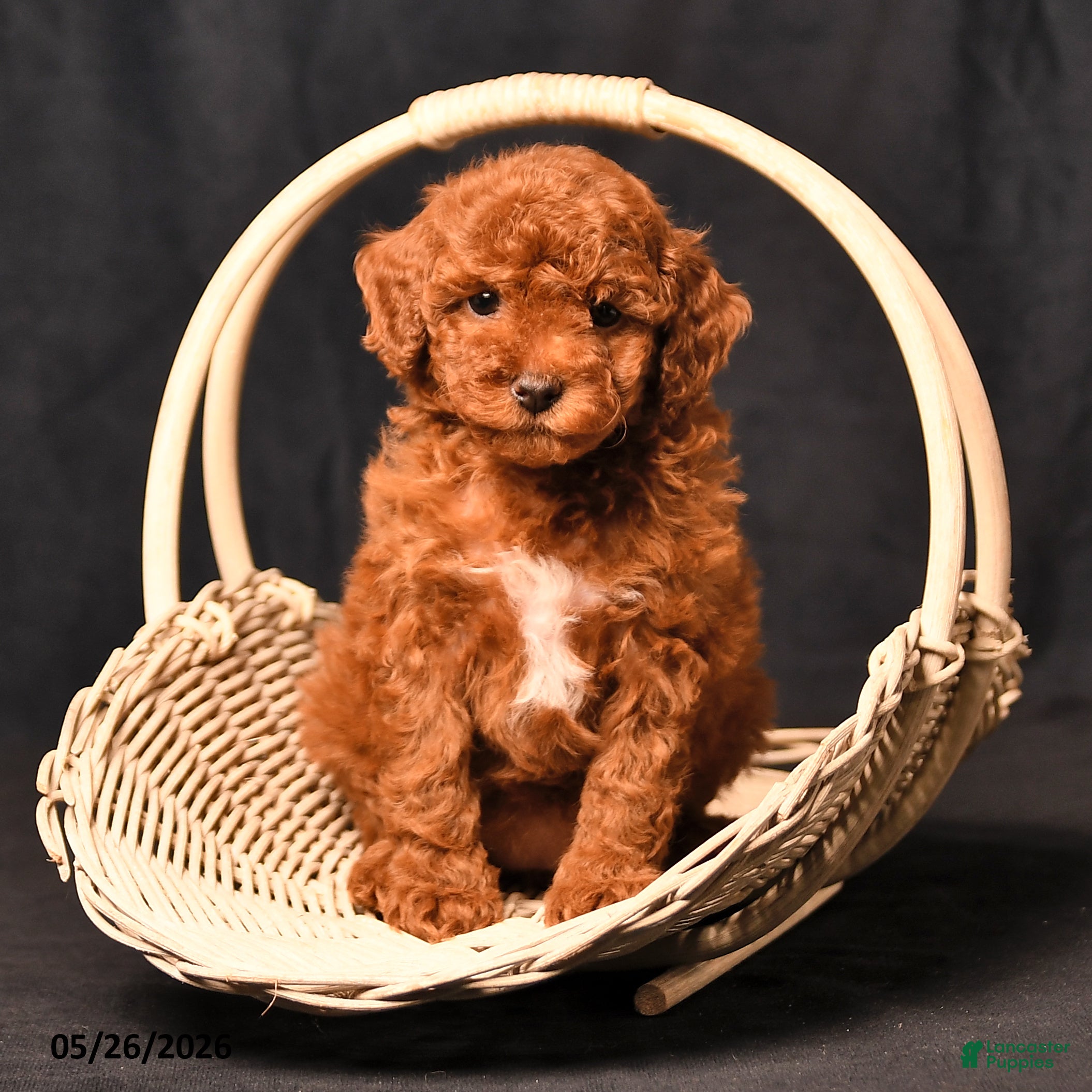 Toy Poodle dogs Beauty - Ad 2
