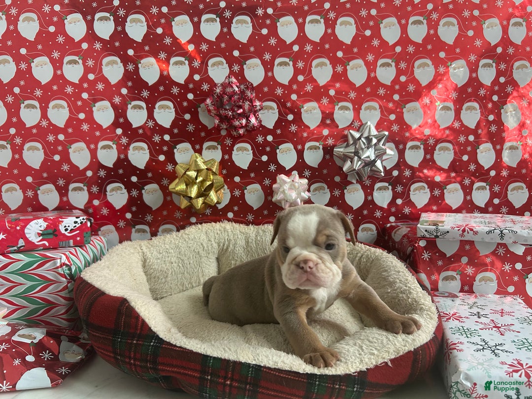English Bulldog dogs for sale: Cooper - Ad 5