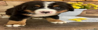 Callie