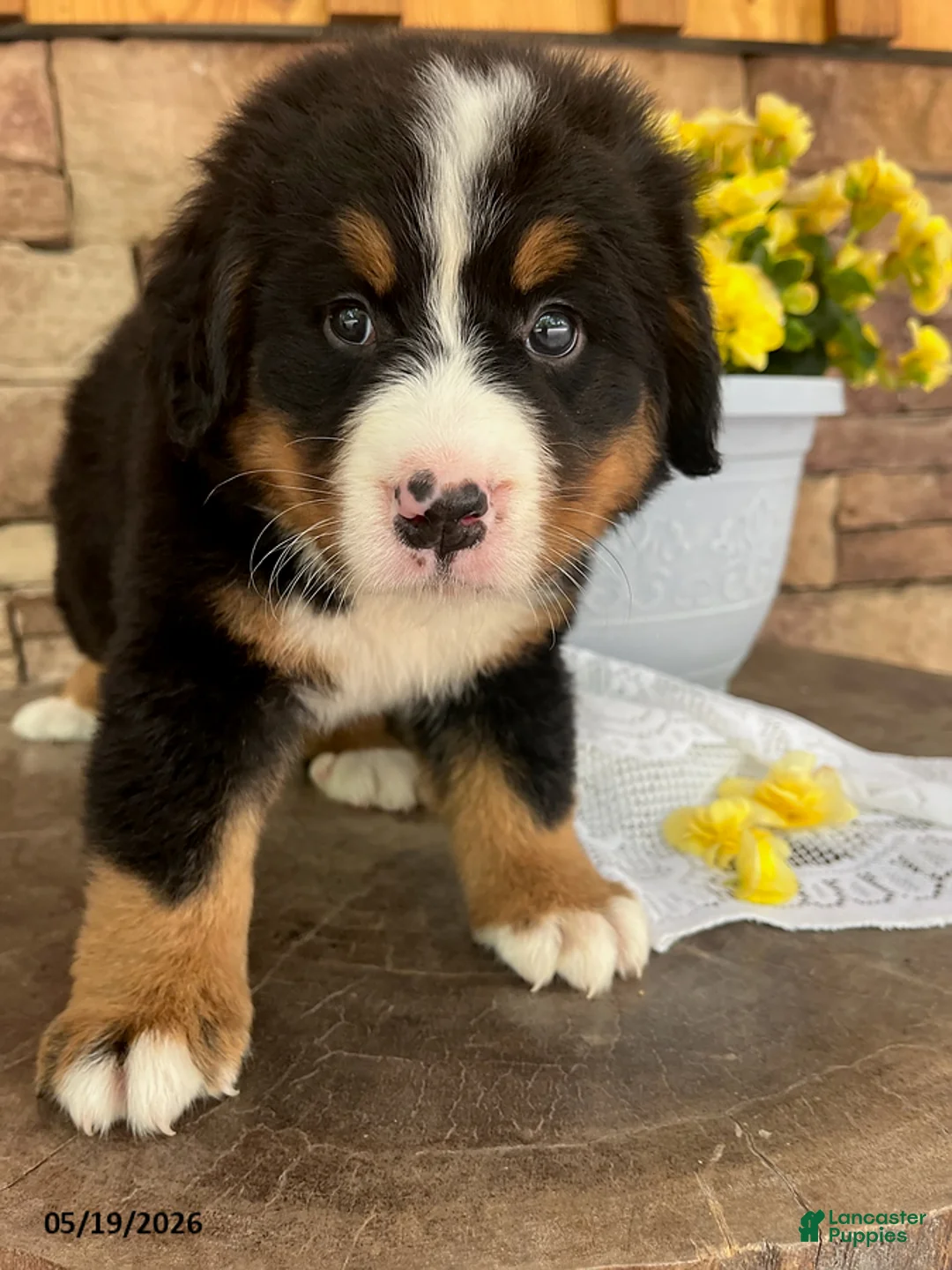 Bernese Mountain Dog dogs for sale: Callie - Ad 1
