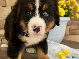 Bernese Mountain Dog dogs for sale: Callie - Ad 4