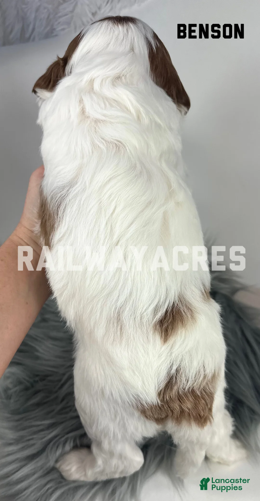 Mini Goldendoodle dogs for sale: Benson - Ad 5