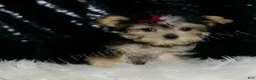 Morkie dogs for sale: Lucy - Ad 3