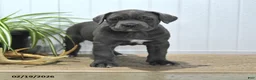 Cane Corso dogs for sale: Gabby - Ad 1