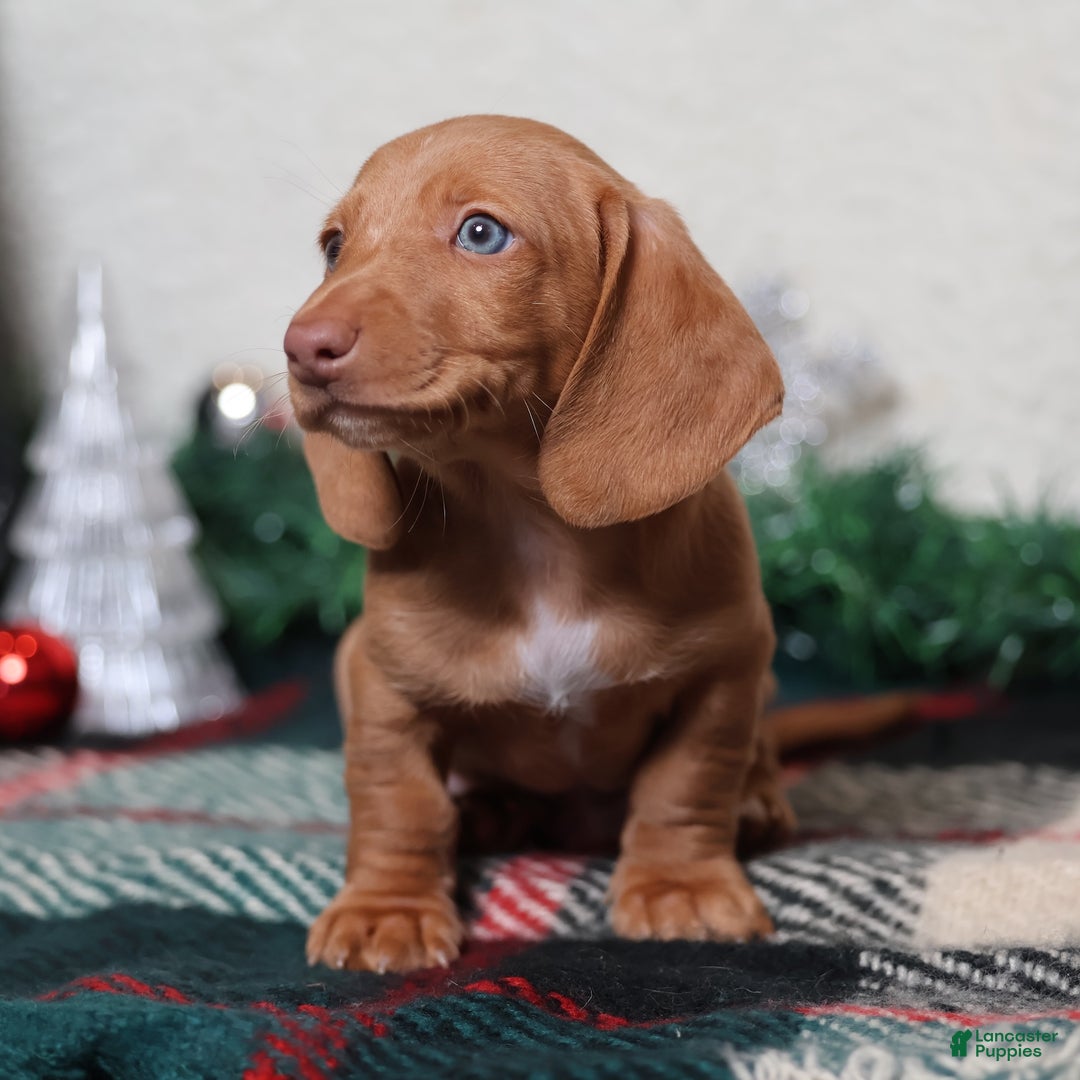 Dachshund dogs for sale: Fritz  - Ad 6