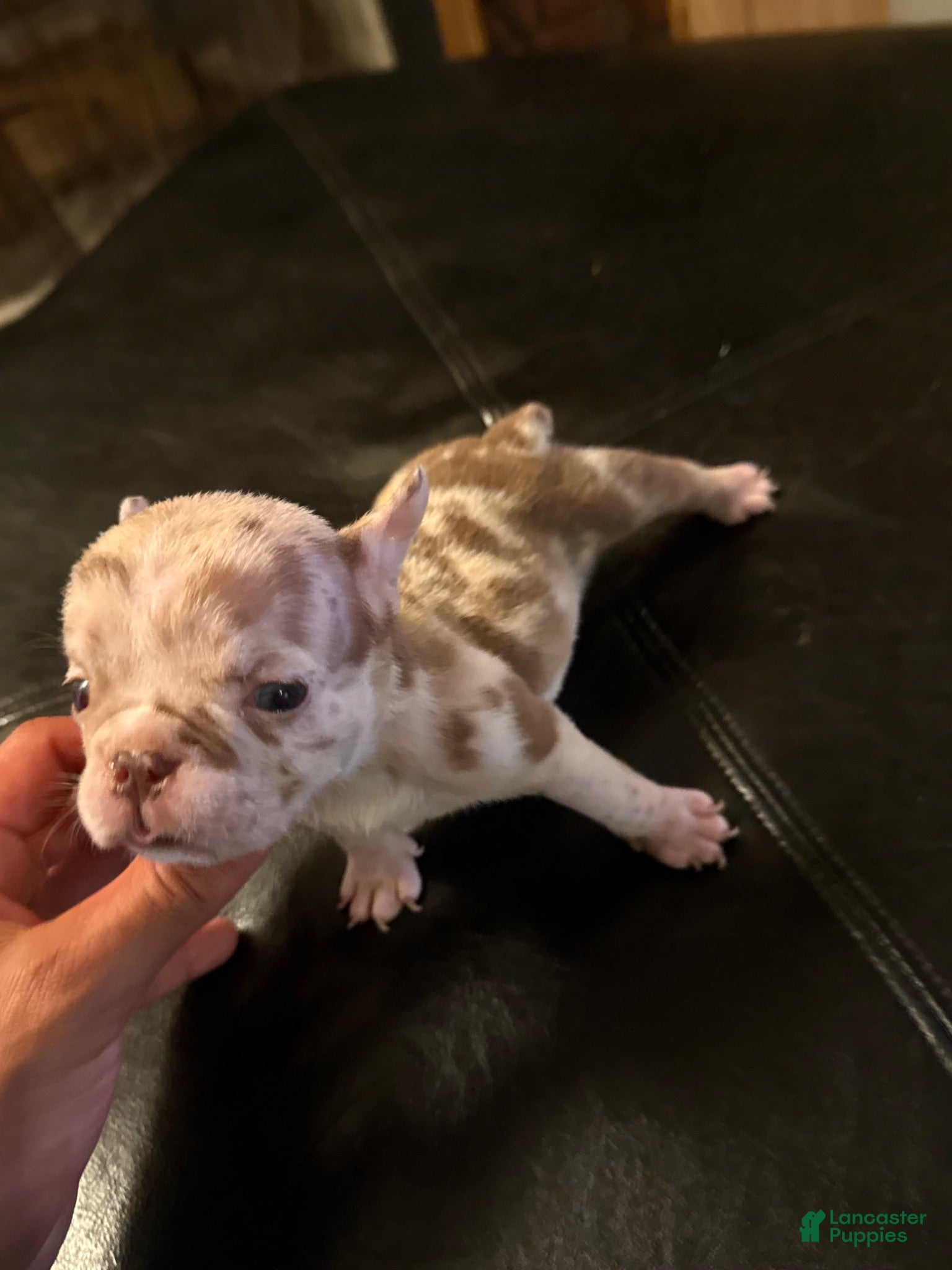 American Bully dogs American Bully 4 - Ad 21