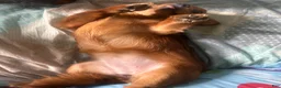 Mixed Breed dogs for sale: Joy - Ad 2