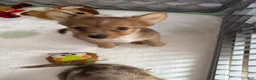 Chihuahua dogs for sale: Chihuahua 2 ready to go tomorrow  - Ad 2