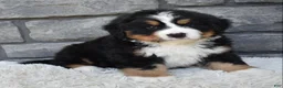 Bernese Mountain Dog dogs for sale: Buster  - Ad 6