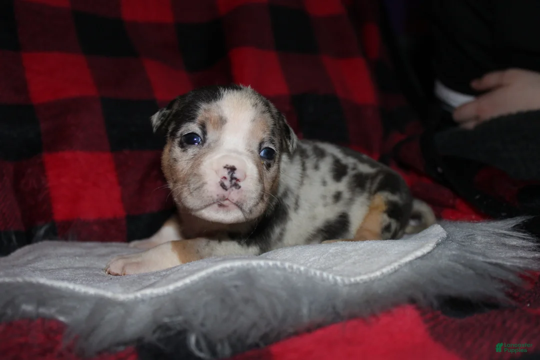 American Bully dogs for sale: Missy - Ad 4