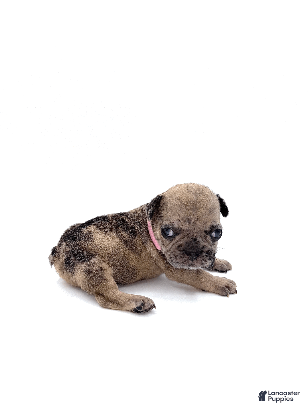 French Bulldog dogs for sale: French Bulldog Puppy 6 - Ad 2