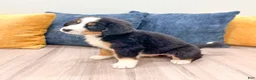 Bernese Mountain Dog dogs for sale: Wally - Ad 7