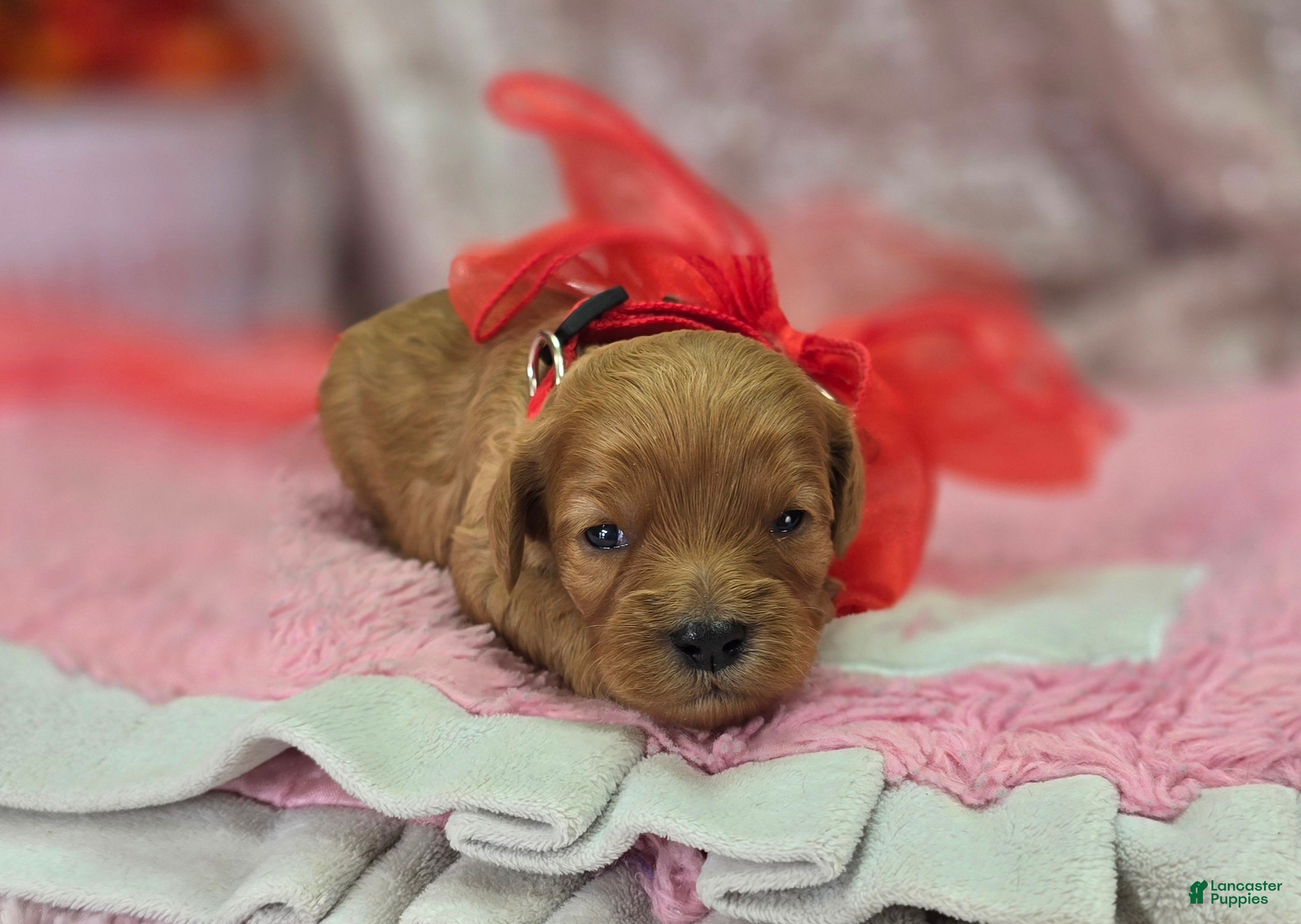 Cavapoo dogs Turquosie - Ad 21